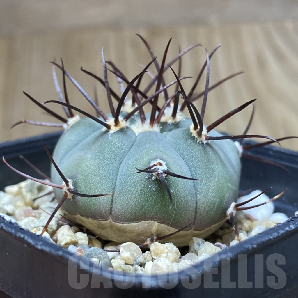 SHPR41971 Gymnocalycium cabreraense VOS 2122 - immagine 2