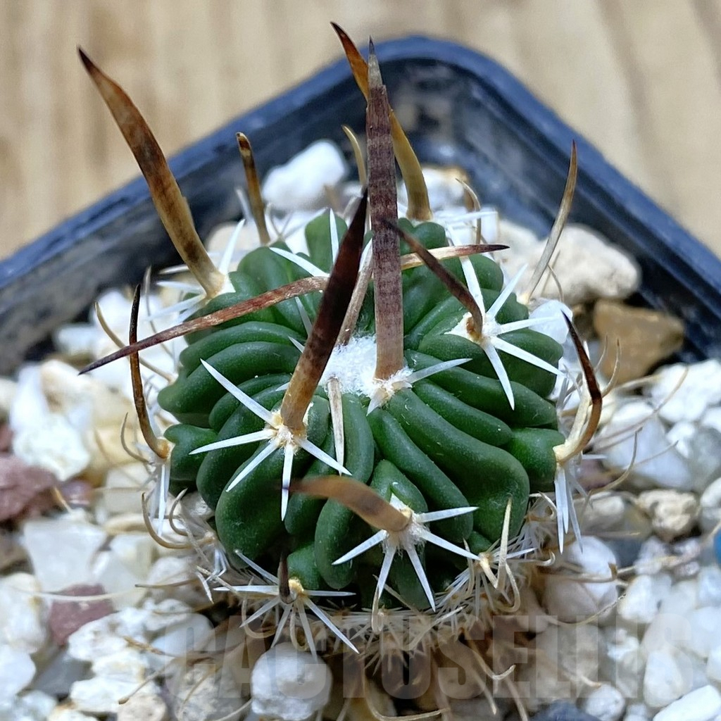 SHPR41973 Echinofossulocactus zacatecasensis