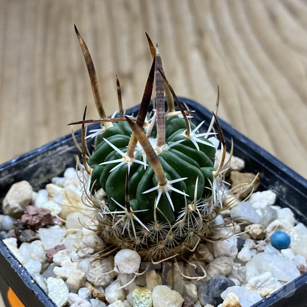 SHPR41973 Echinofossulocactus zacatecasensis - immagine 2