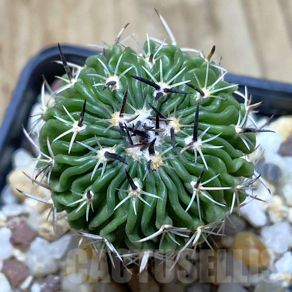 SHPR41974 Echinofossulocactus crispatus