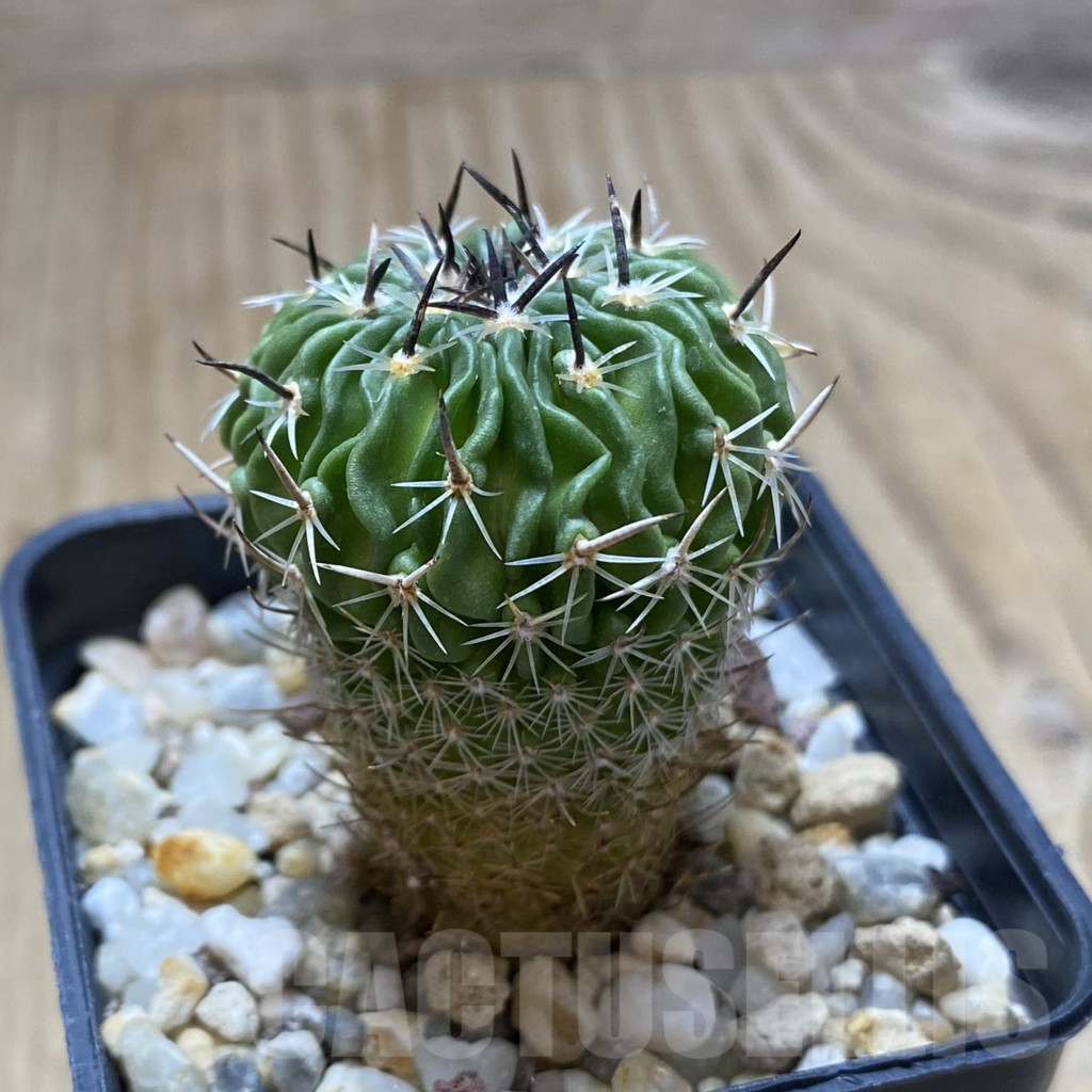 SHPR41974 Echinofossulocactus crispatus - Image 2