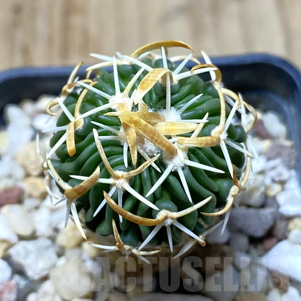 SHPR41975 Echinofossulocactus erectocentrus