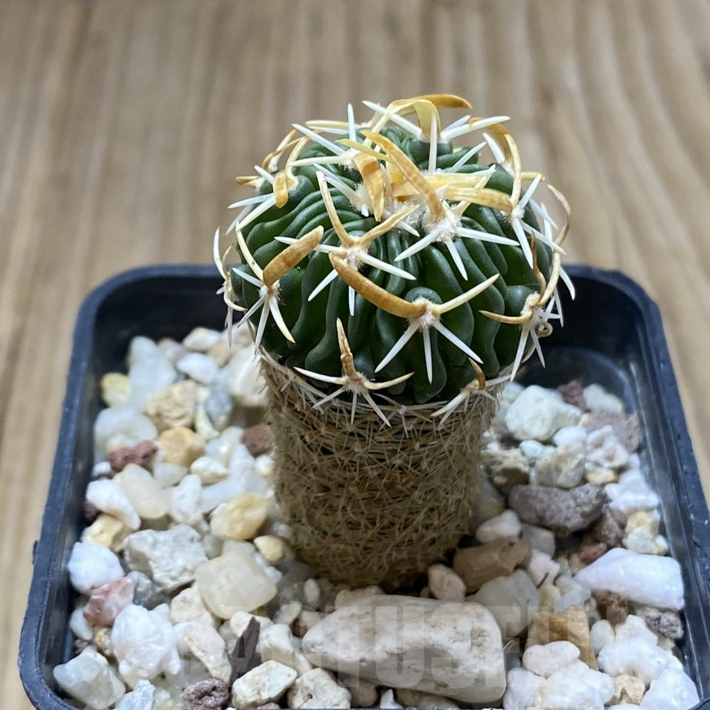 SHPR41975 Echinofossulocactus erectocentrus - immagine 2