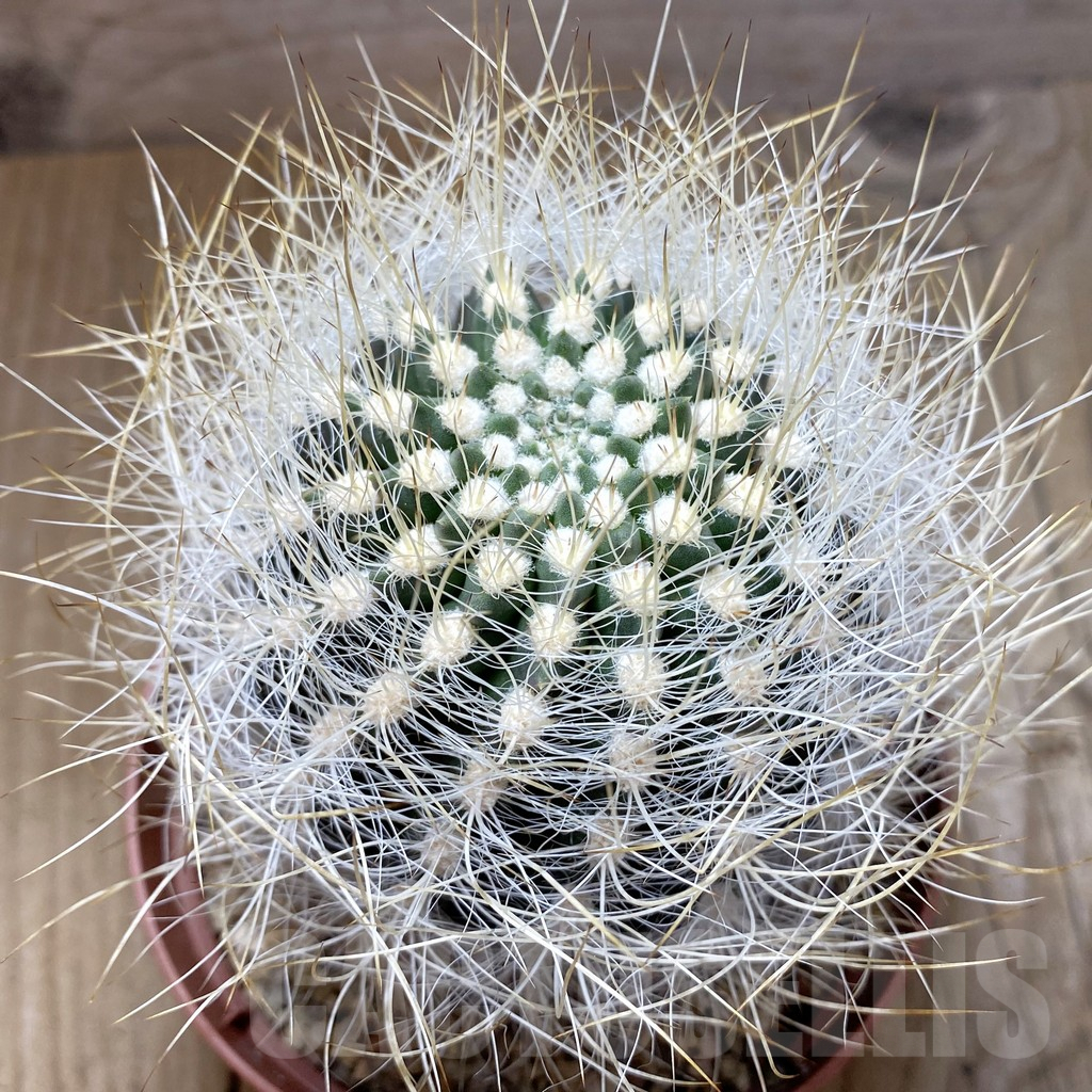 SHPR41976 Neoporteria senilis