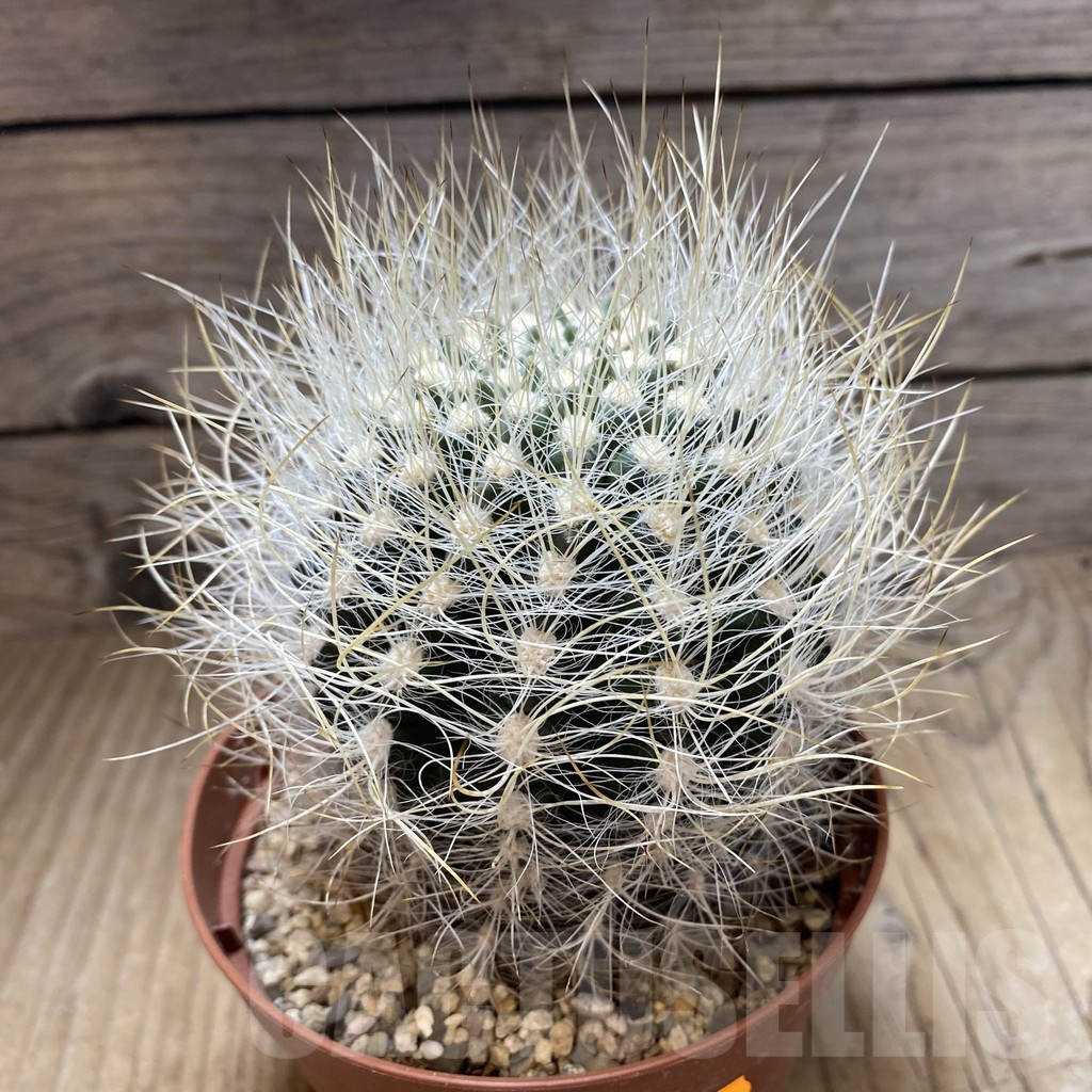 SHPR41976 Neoporteria senilis - immagine 2