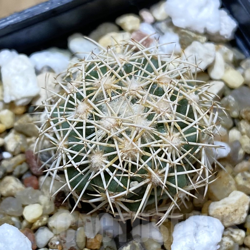 SHPR41977 Coryphantha kracikii KKR 167