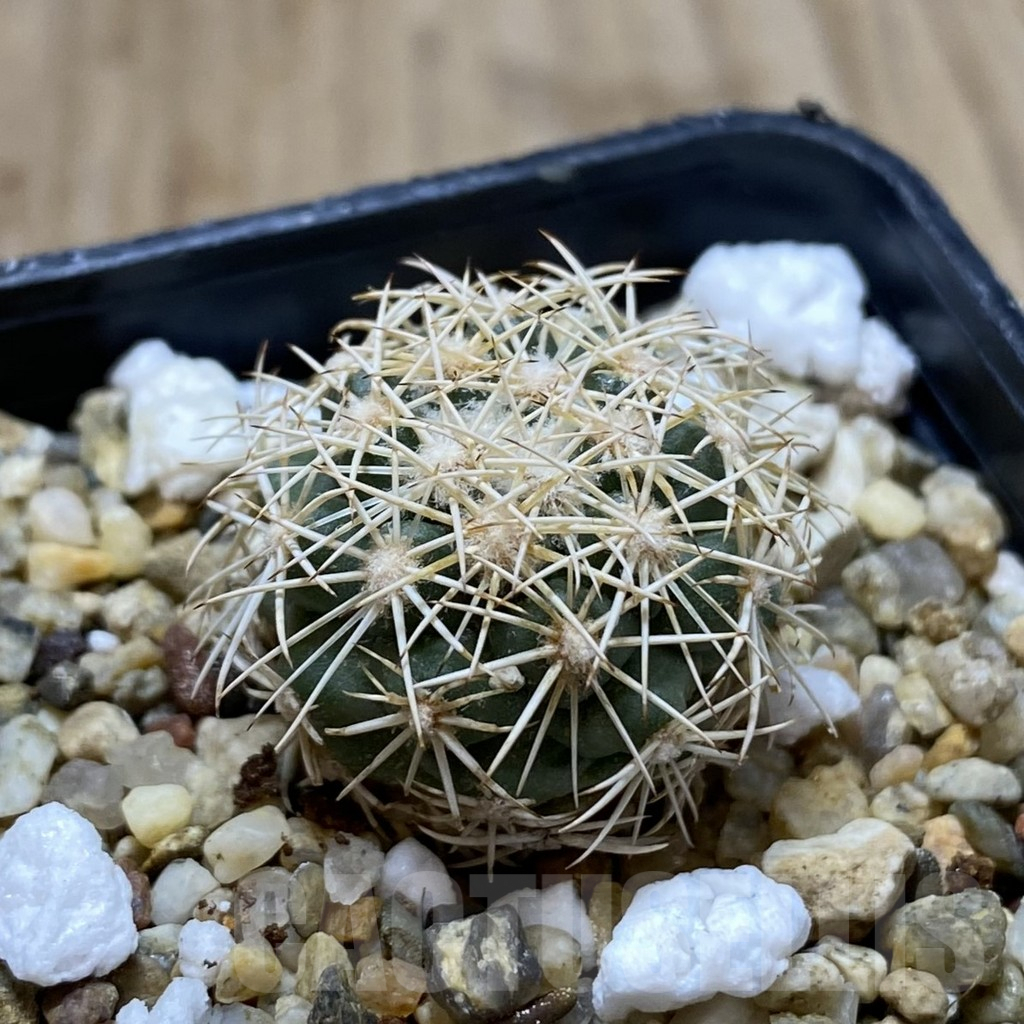 SHPR41977 Coryphantha kracikii KKR 167 - immagine 2