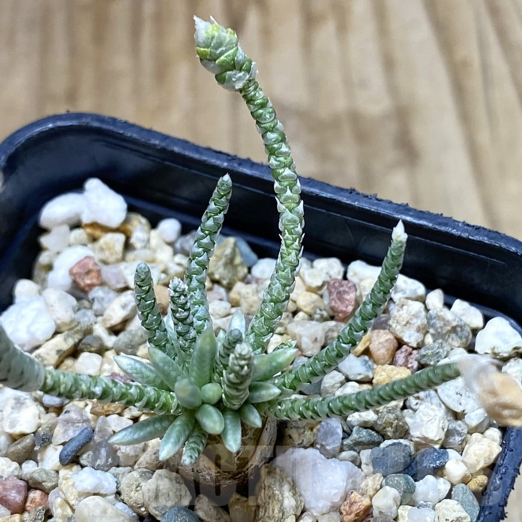 SHPR41978 Avonia alstonii, pink flower