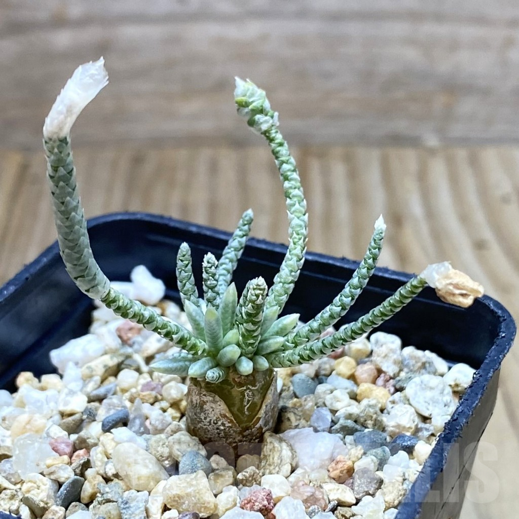 SHPR41978 Avonia alstonii, pink flower - immagine 2