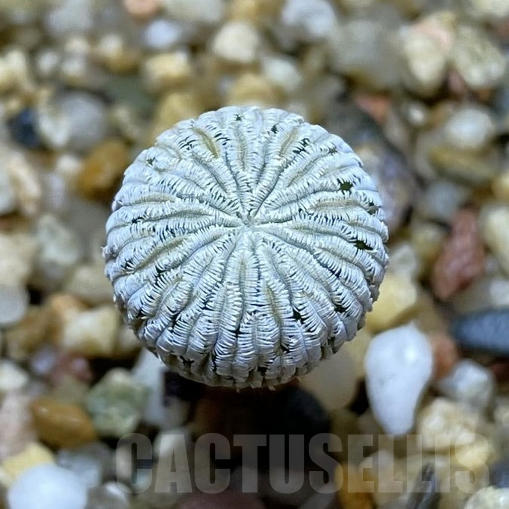 SHPR41980 Turbinicarpus pseudopectinatus f. rubriflorus