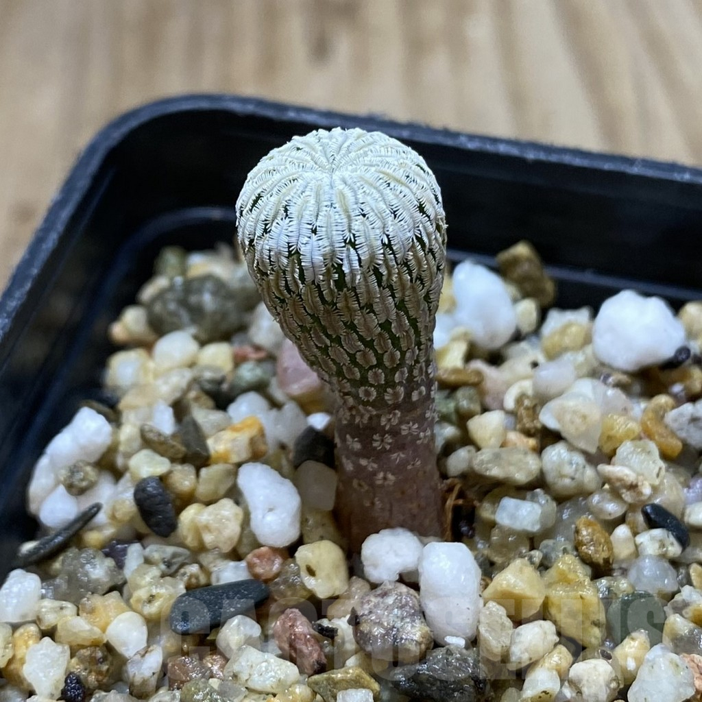 SHPR41980 Turbinicarpus pseudopectinatus f. rubriflorus - Image 2