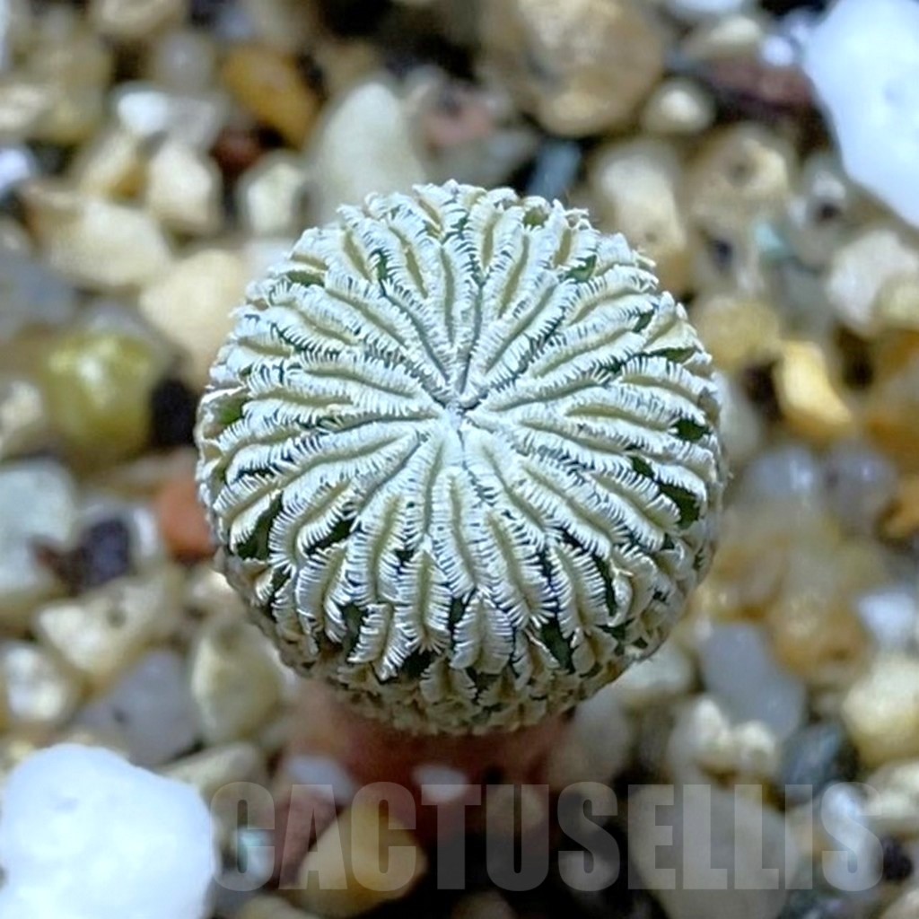 SHPR41981 Turbinicarpus pseudopectinatus f. rubriflorus