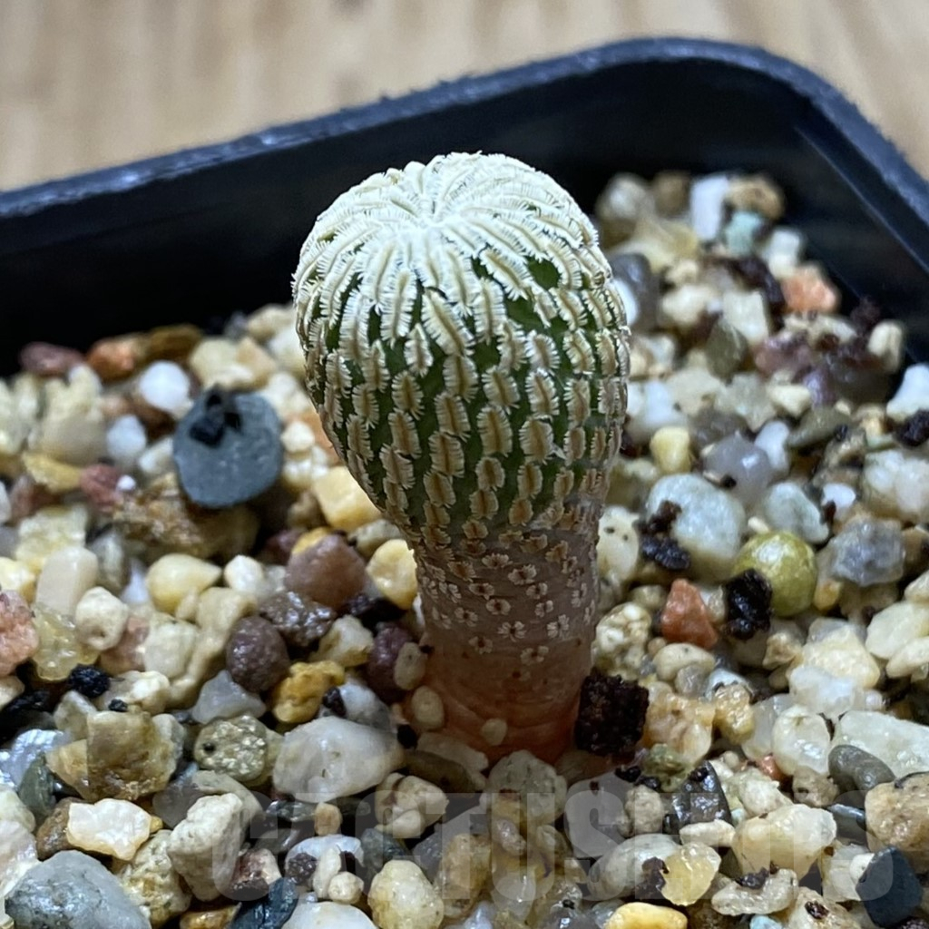 SHPR41981 Turbinicarpus pseudopectinatus f. rubriflorus - Image 2