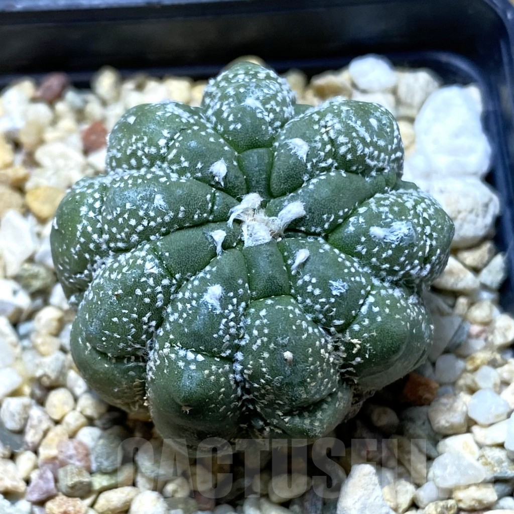 SHPR41984 Astrophytum asterias ‘Kikko Lizard Skin’