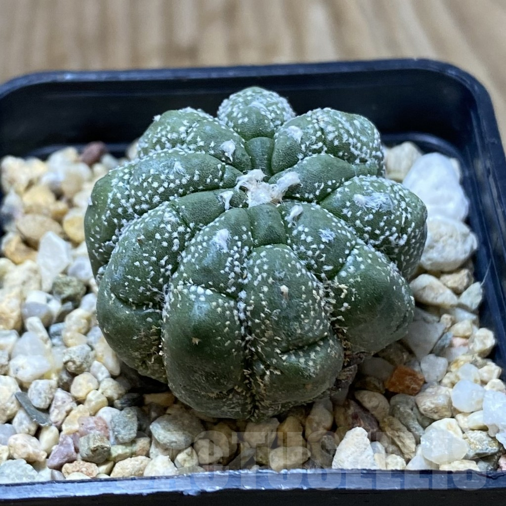 SHPR41984 Astrophytum asterias ‘Kikko Lizard Skin’ - immagine 2