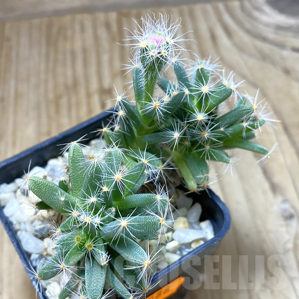 SHPR41988 Trichodiadema densum - 画像 (3)