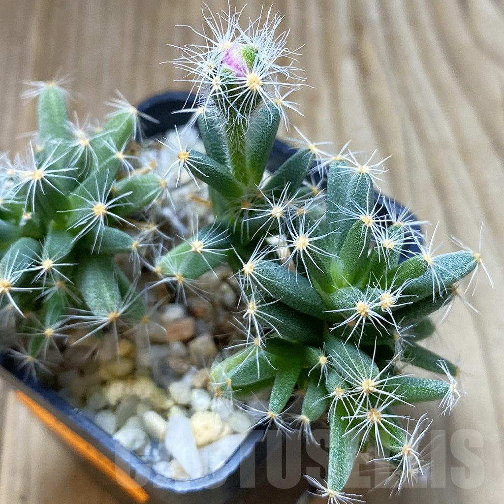 SHPR41988 Trichodiadema densum
