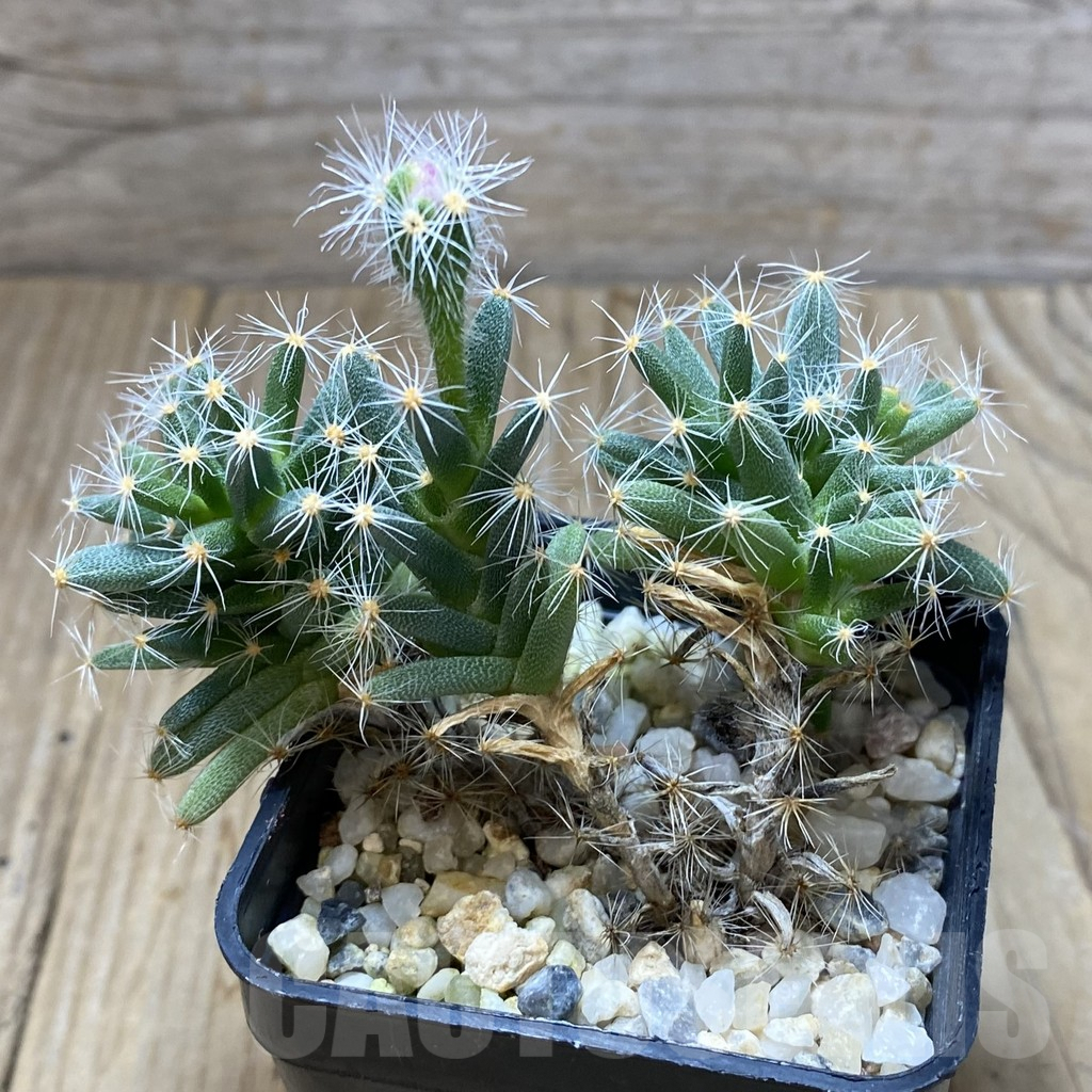 SHPR41988 Trichodiadema densum - 画像 (2)