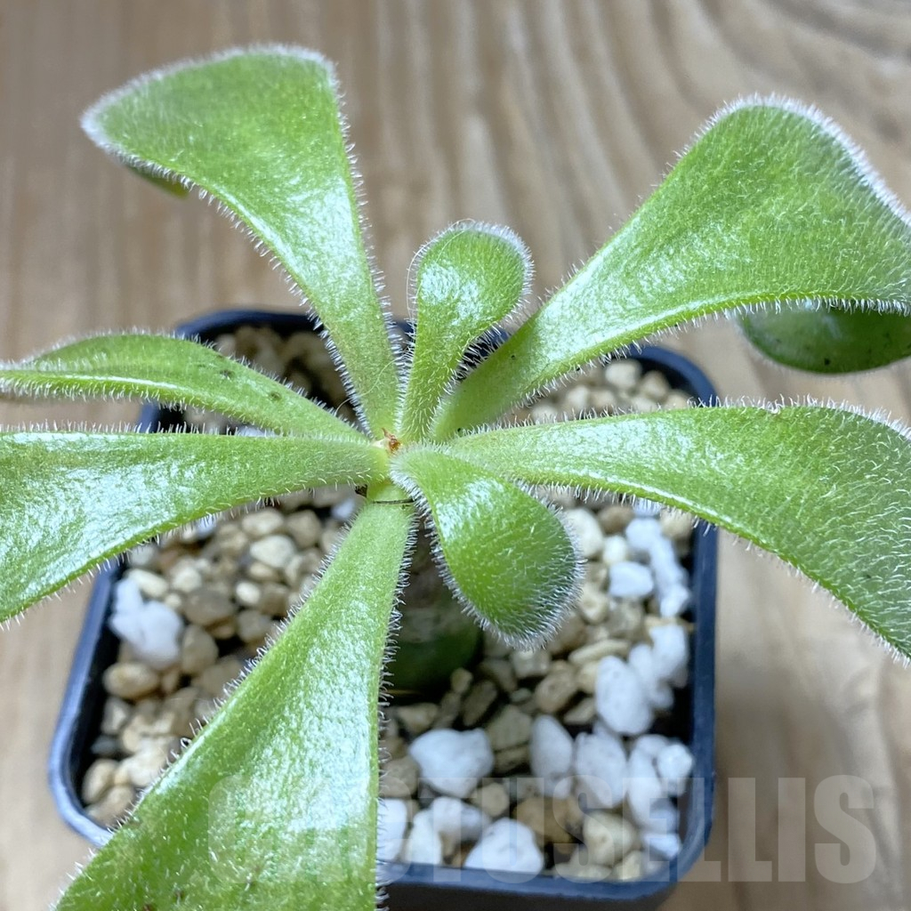 SHPR41927 Tylecodon paniculatus