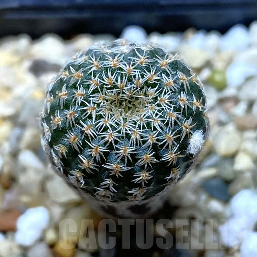 SHPR41933 Frailea pumila