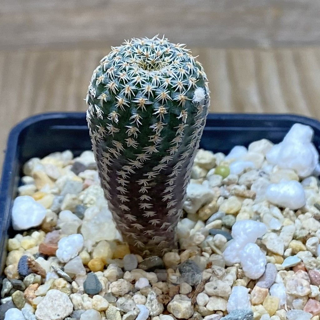 SHPR41933 Frailea pumila - immagine 2