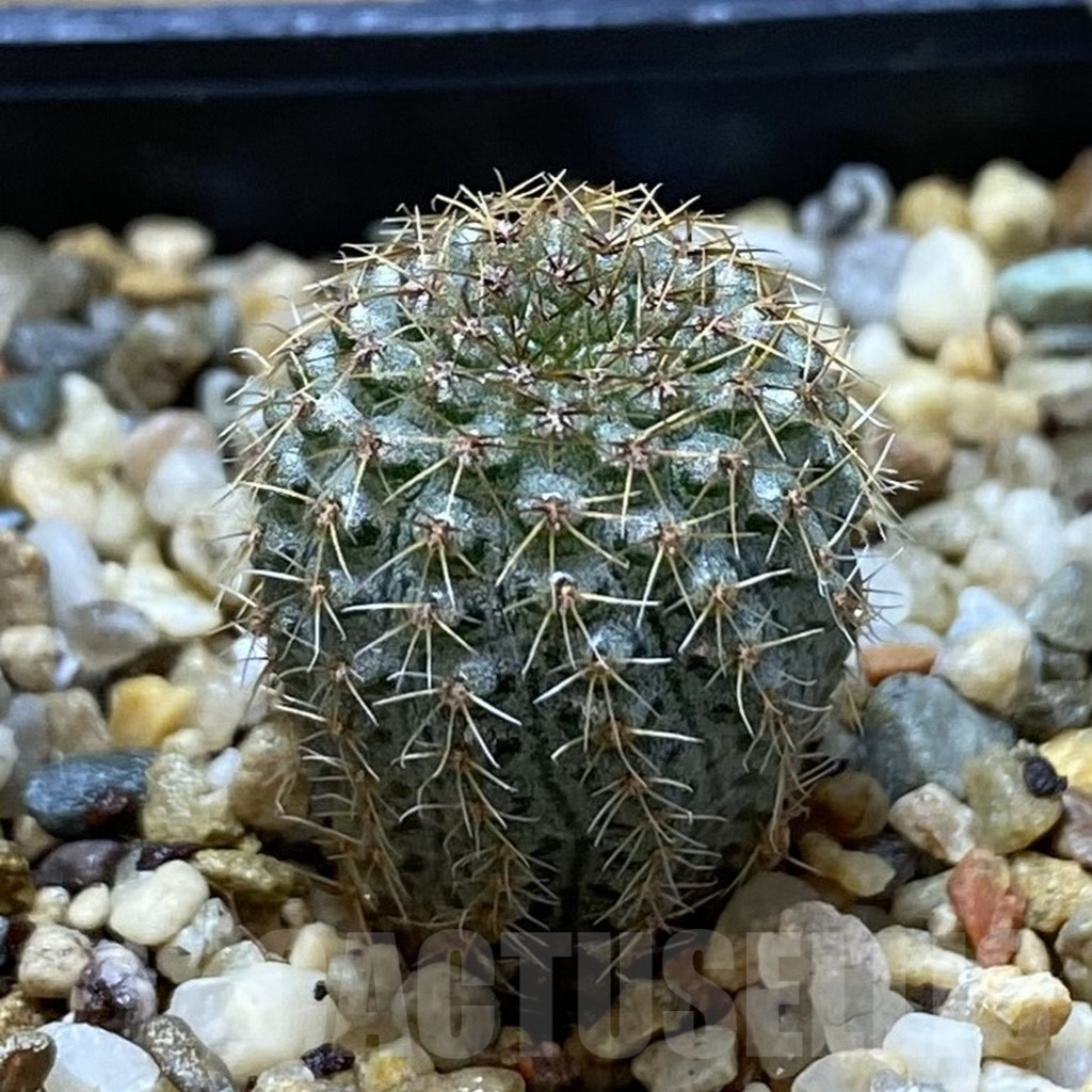 SHPR41934 Frailea chiquitana - immagine 2