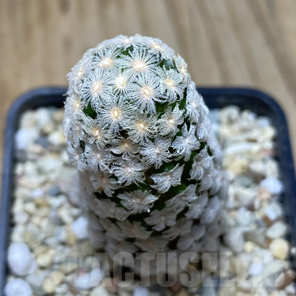 SHPR41936 Mammillaria theresae