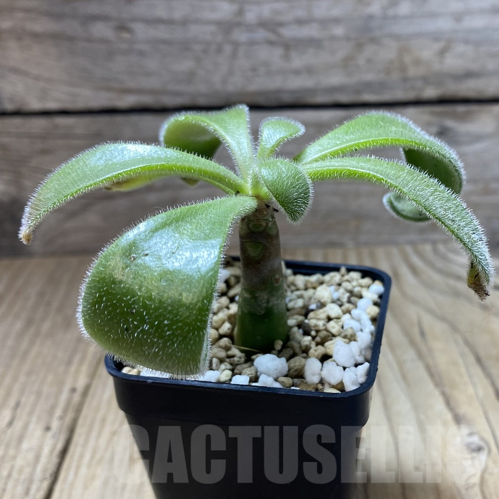 SHPR41927 Tylecodon paniculatus - Image 2