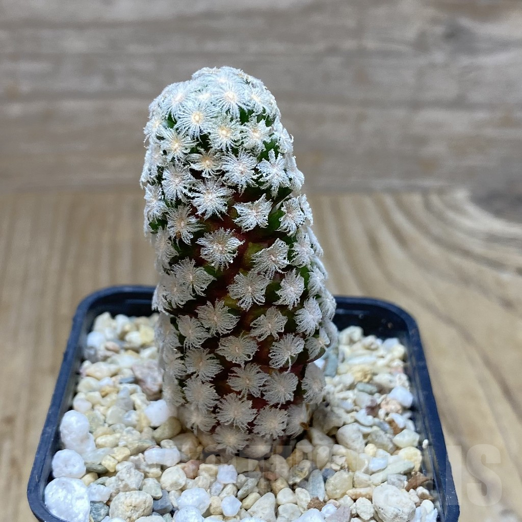 SHPR41936 Mammillaria theresae - Зображення 2