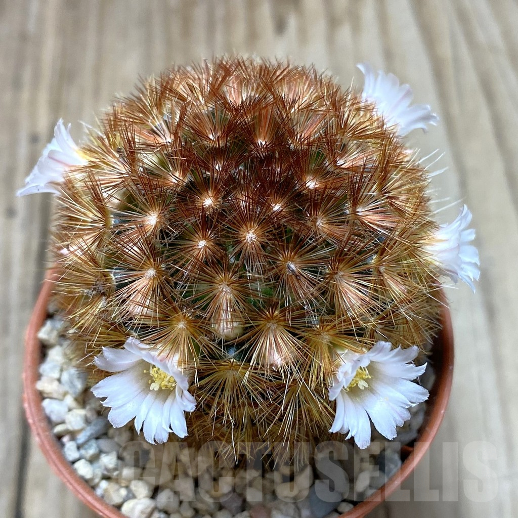 SHPR41938 Mammillaria carmenae f. rubrispina hybrid