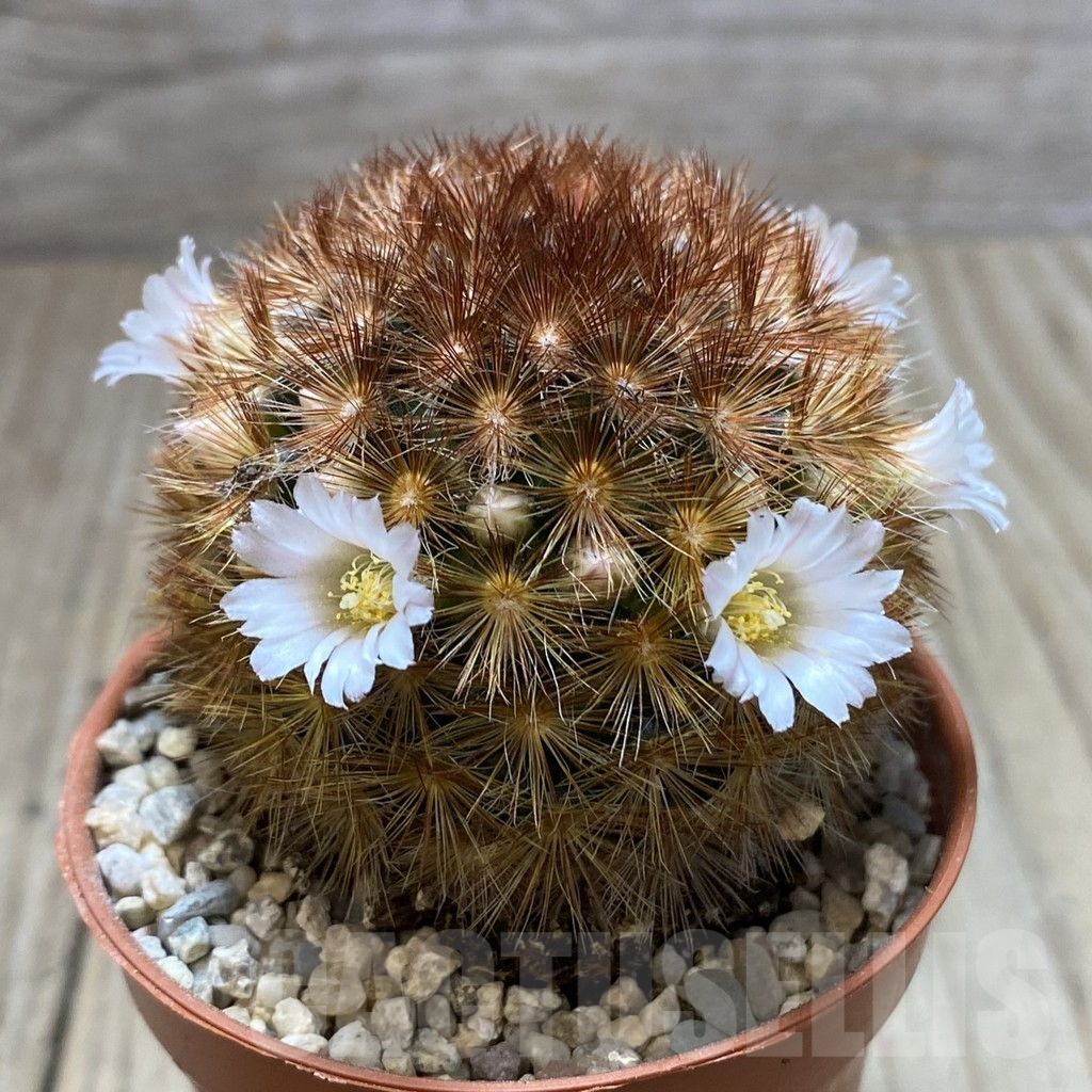 SHPR41938 Mammillaria carmenae f. rubrispina hybrid - 画像 (2)