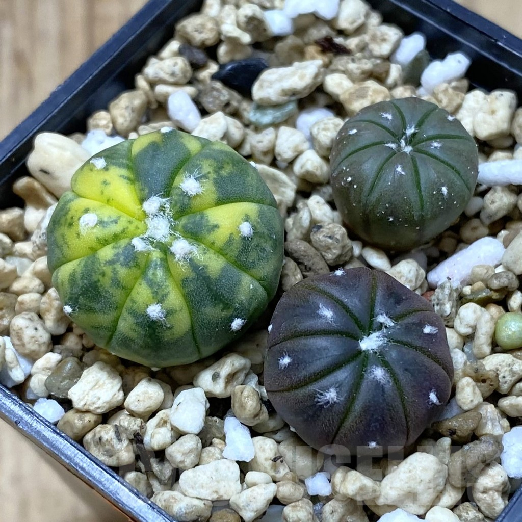 SHPR41940 Astrophytum asterias mix, 3 plants