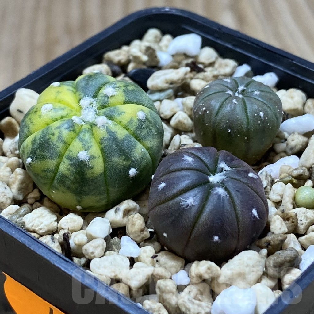 SHPR41940 Astrophytum asterias mix, 3 plants - 画像 (2)