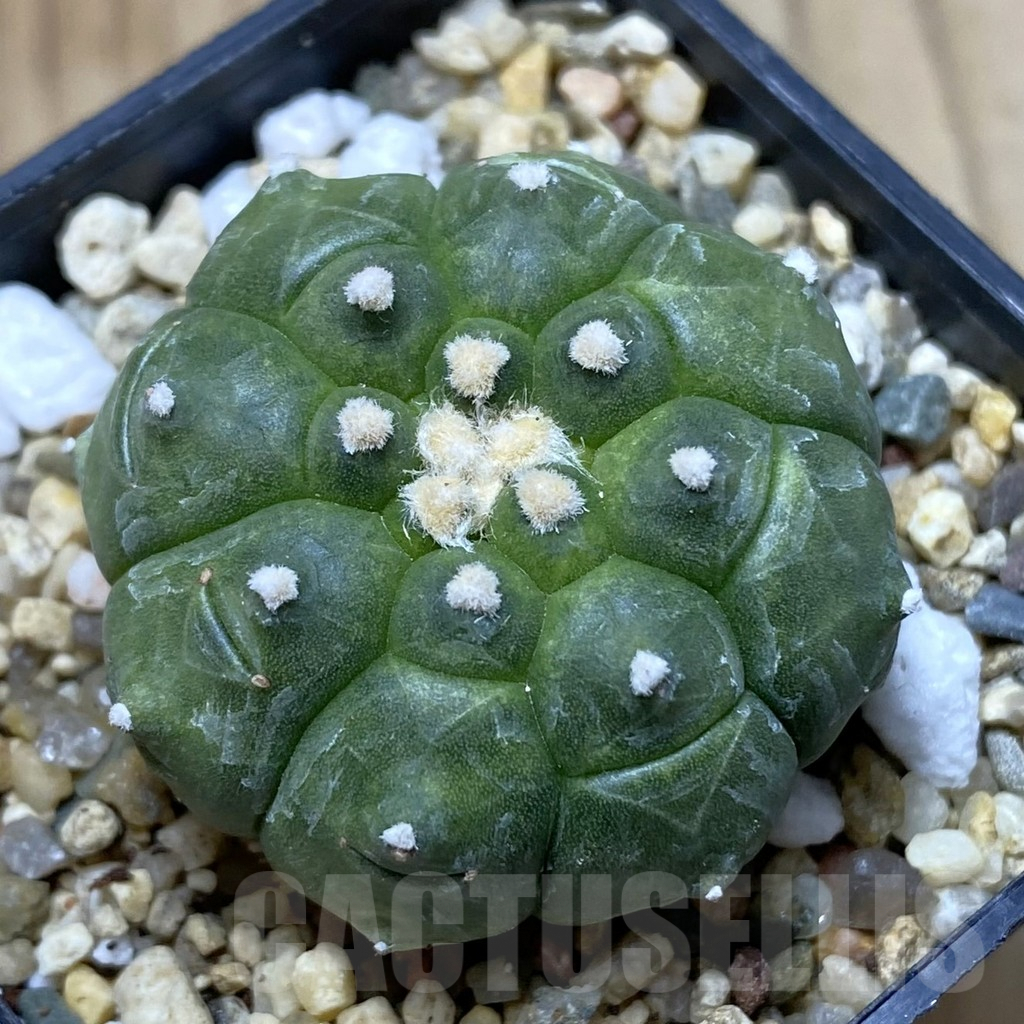 SHPR41941 Astrophytum asterias ‘Kikko’
