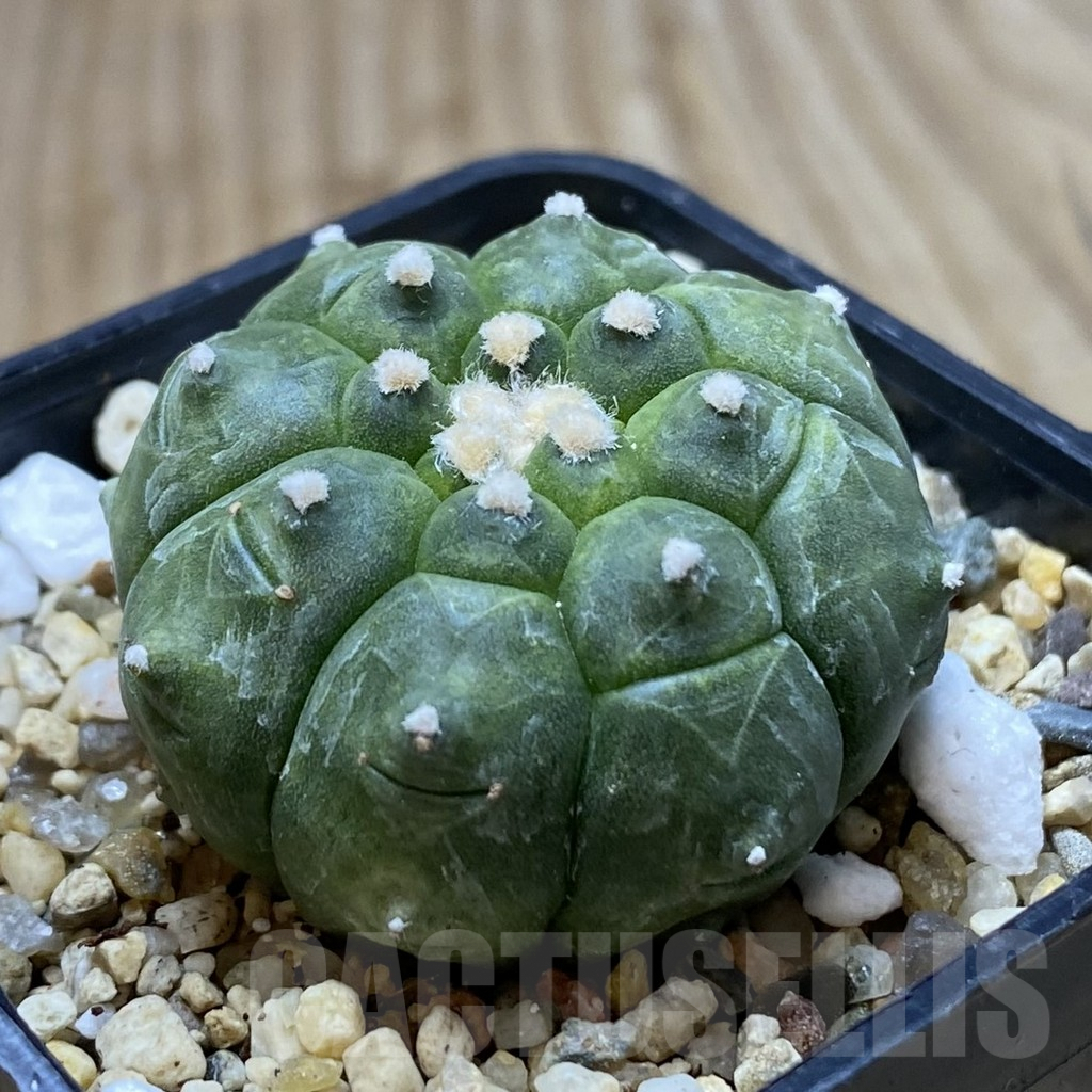 SHPR41941 Astrophytum asterias ‘Kikko’ - 画像 (2)