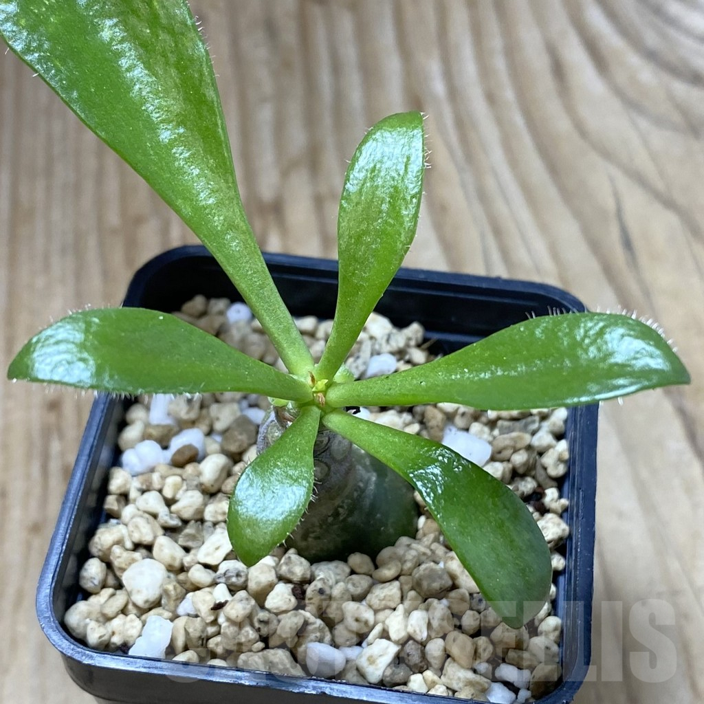 SHPR41928 Tylecodon paniculatus - immagine 2