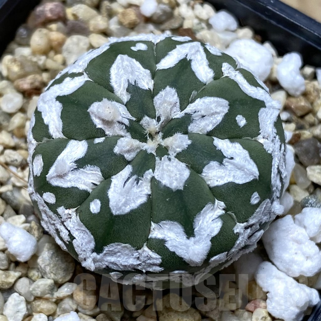 SHPR41944 Astrophytum asterias ‘Super Kabuto’ V-type f. nudum