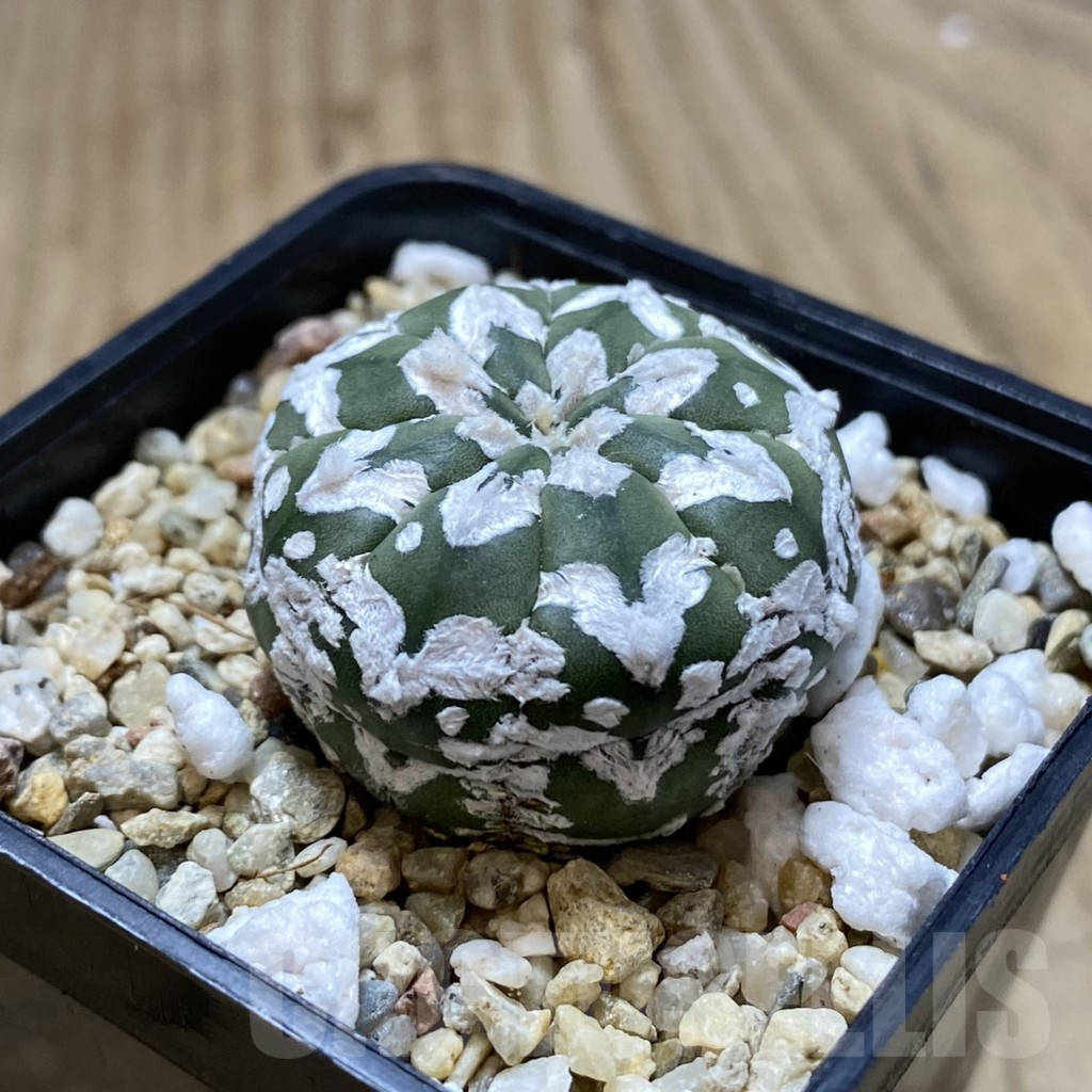 SHPR41944 Astrophytum asterias ‘Super Kabuto’ V-type f. nudum - immagine 2