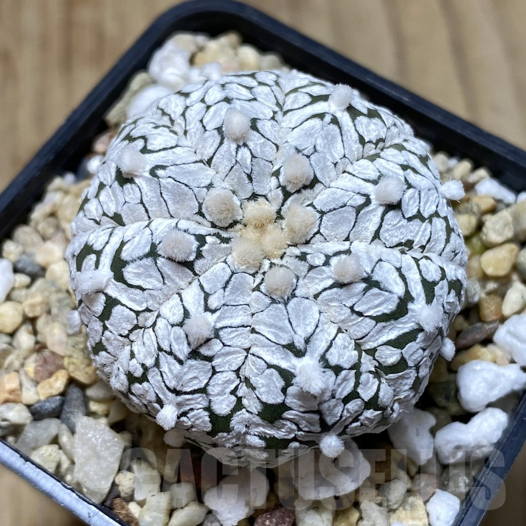 SHPR41946 Astrophytum asterias ‘Super Kabuto’ V-type