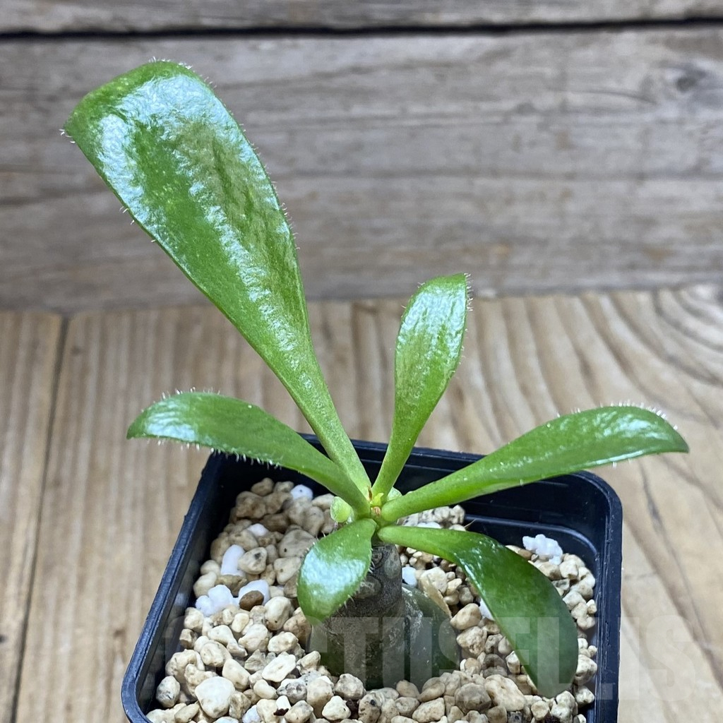 SHPR41928 Tylecodon paniculatus