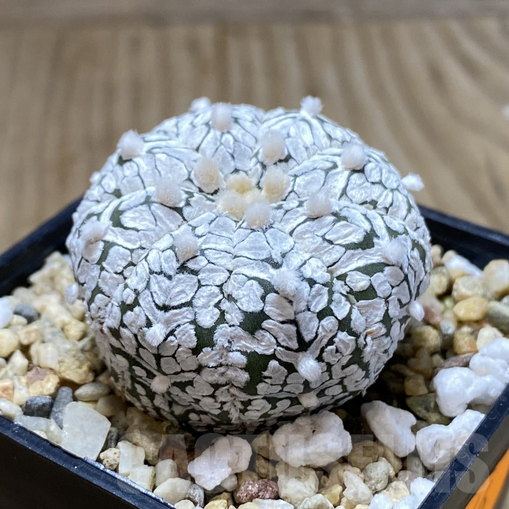 SHPR41946 Astrophytum asterias ‘Super Kabuto’ V-type - immagine 2