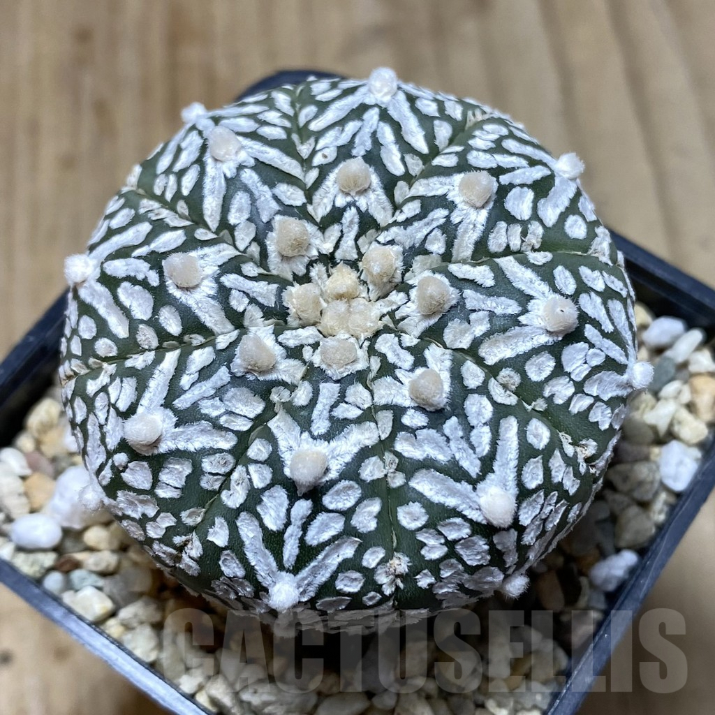 SHPR41947 Astrophytum asterias ‘Super Kabuto’ V-type