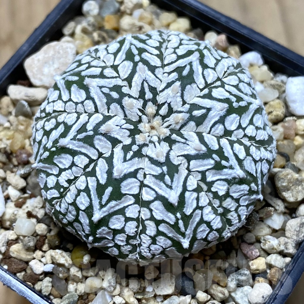 SHPR41949 Astrophytum asterias ‘Super Kabuto’ V-type