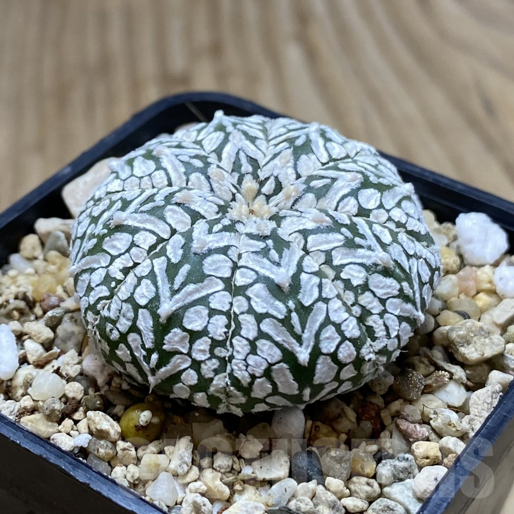 SHPR41949 Astrophytum asterias ‘Super Kabuto’ V-type - immagine 2