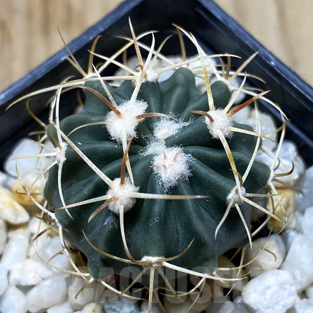 SHPR41950 Echinocactus texensis