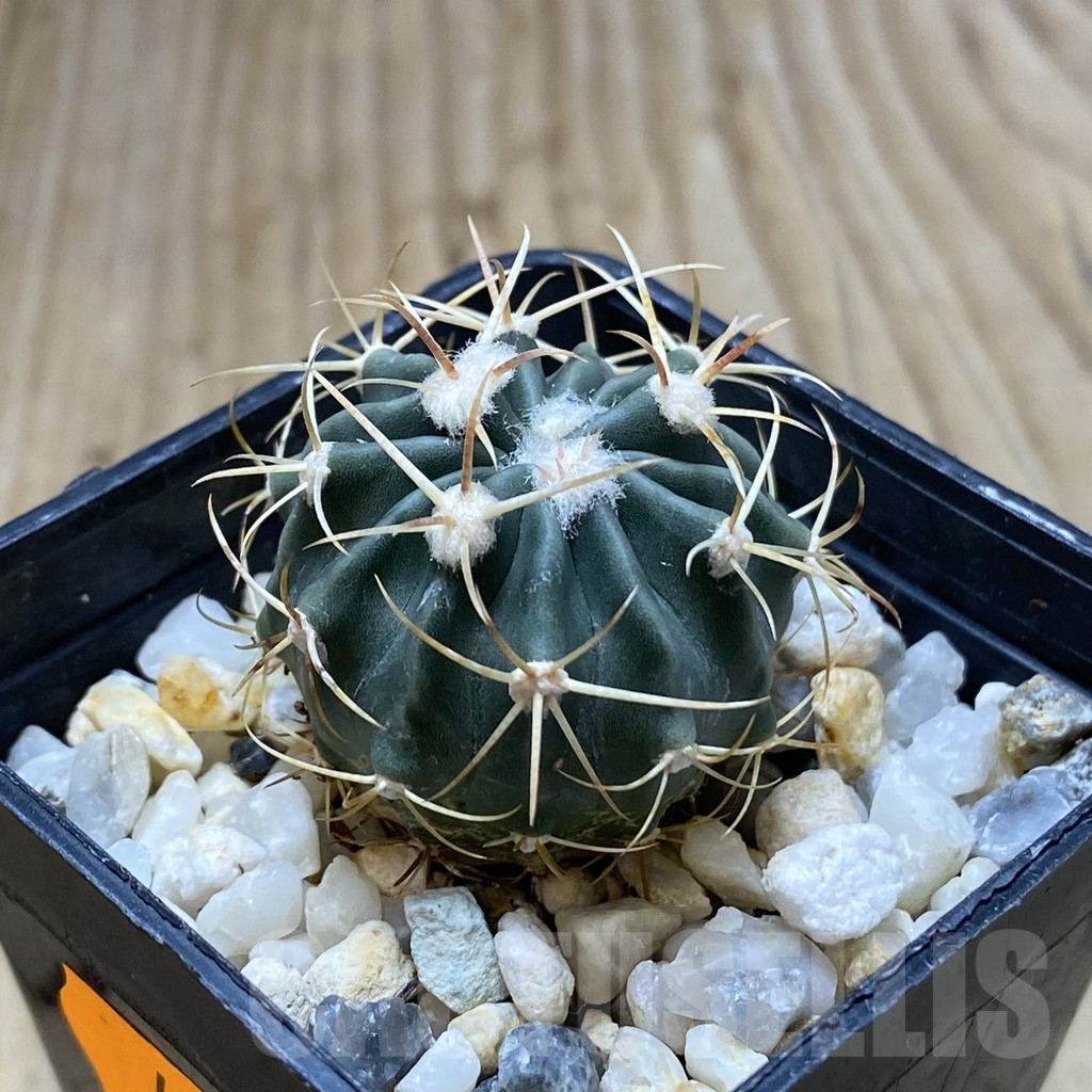 SHPR41950 Echinocactus texensis - Obrázek 2