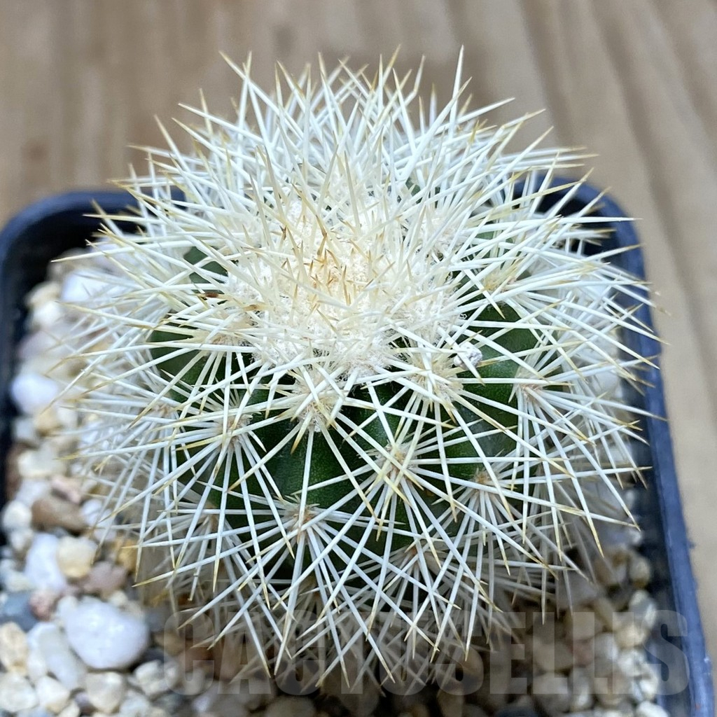 SHPR41952 Echinocereus dasyacanthus