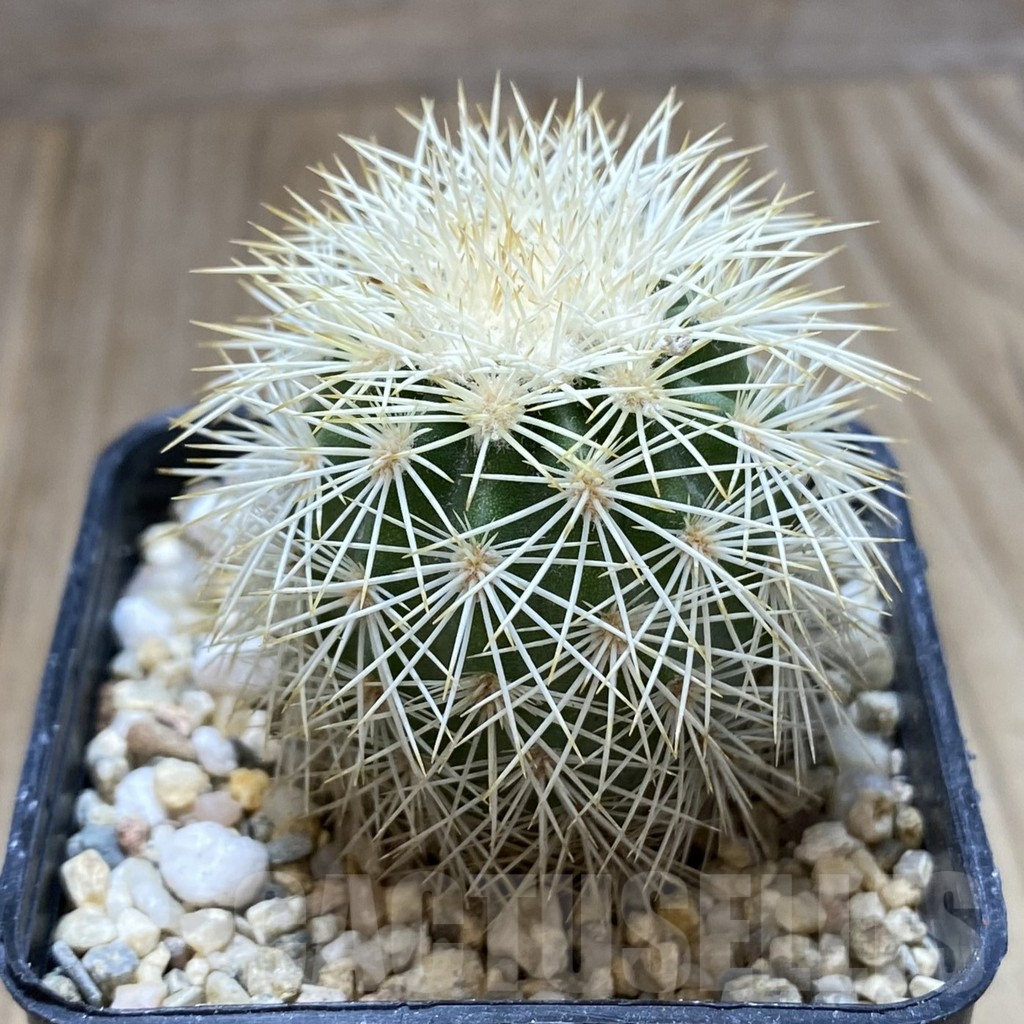 SHPR41952 Echinocereus dasyacanthus - Image 2