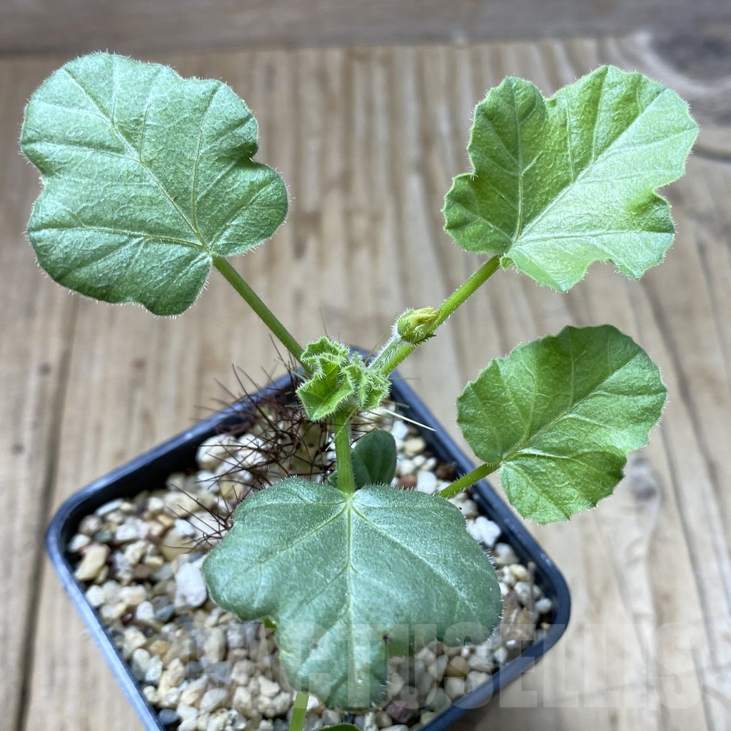 SHPR41929 Jatropha marginata