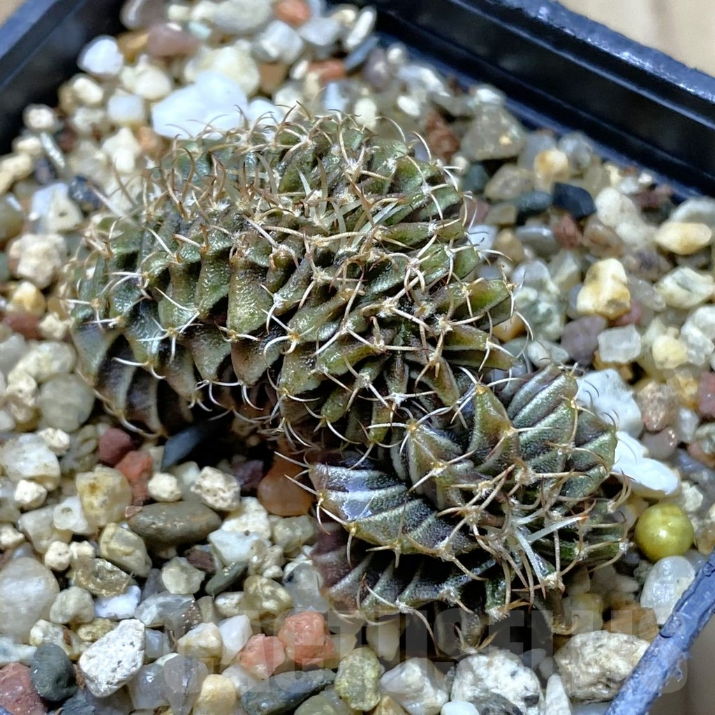 SHPR41955 Gymnocalycium friedrichii LB f. cristata